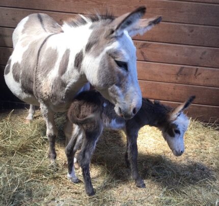 Miniature Donkey