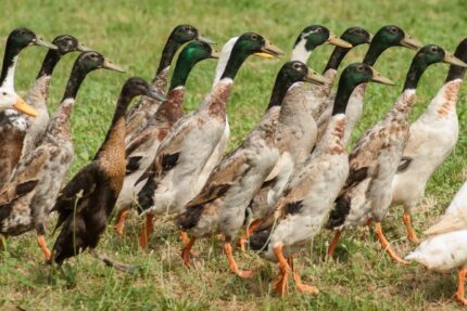 Indian Runner Ducks
