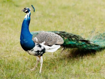 Pied Peacock