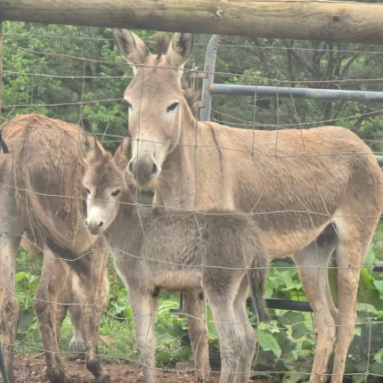 Standard Donkey