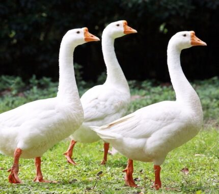 Chinese Geese